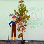 Ambrovník styraxový (Liquidambar styraciflua) - výška 250-300 cm, kont. C10L